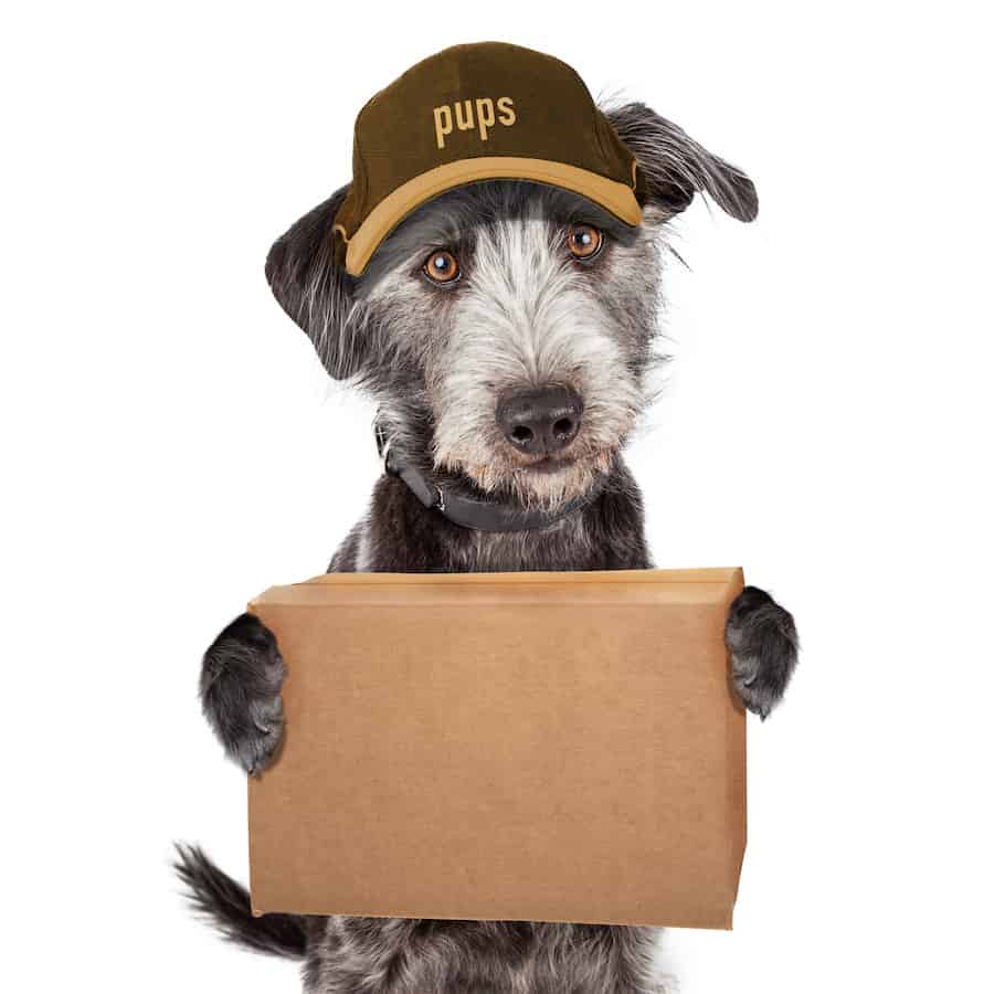 Grauer Terrier mit brauner pups Mütze hält Paket.