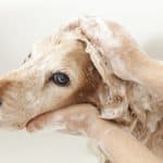 Golden Retriever Hund wird gebadet. Detailaufnahme vom Kopf mit zwei Händen.