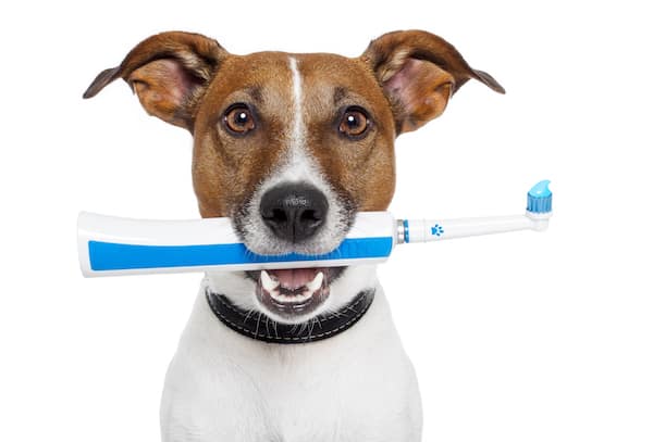 Jack Russell Terrier mit Zahnbürste im Maul