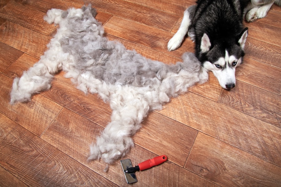 Husky liegt auf dem Boden neben seiner Unterwolle, die als Hund geformt ist.