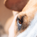 Ausschnitt von einem Hundekopf mit einer Zecke auf der Stirn.