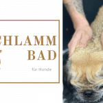 Blog Beitragsbild Hund bekommt im Hundesalon ein Schlammbad